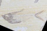 Diplomystus & Knightia Fossil Fish Association - Wyoming #75980-4